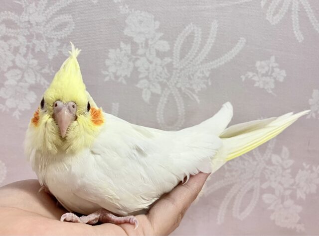 オカメインコ
