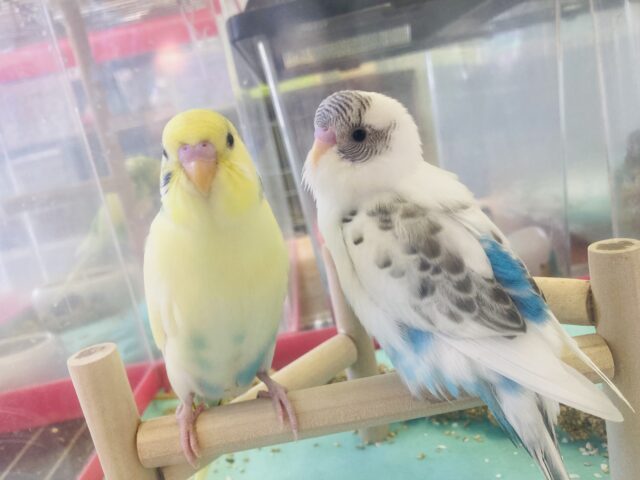 セキセイインコ
