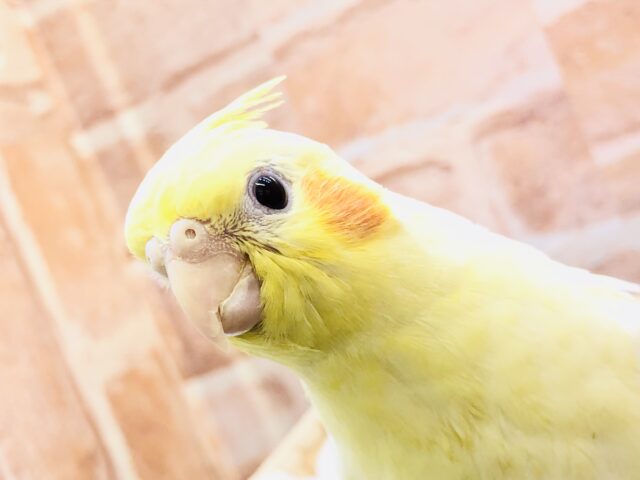 オカメインコ