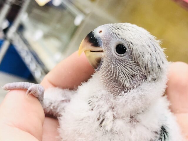 コザクラインコ（小桜インコ）