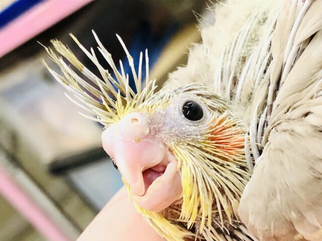 オカメインコ
