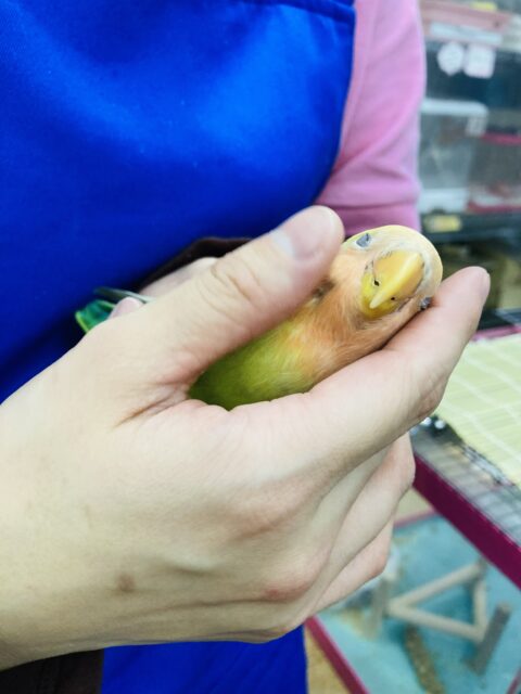 コザクラインコ（小桜インコ）