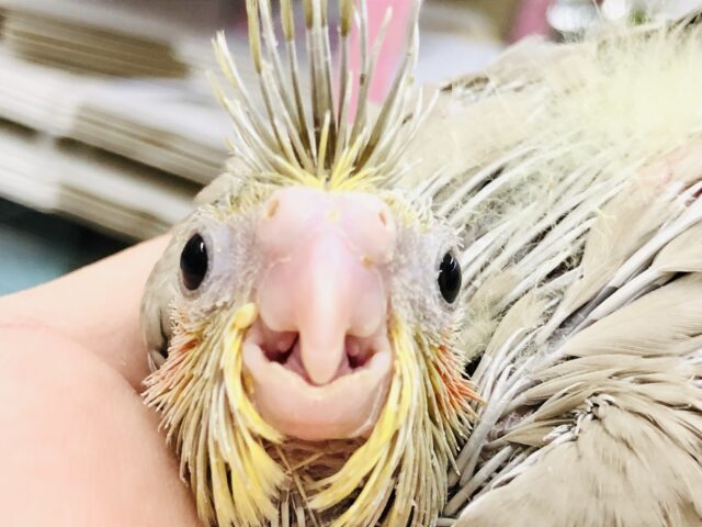 オカメインコ