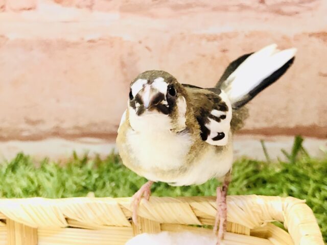 十姉妹（ジュウシマツ）