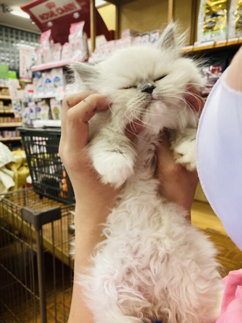 最新画像🌟輝くブルーの瞳💠ラブリーフェイスです❤︎癒し溢れるラグドールくん男のコ🌟♂ ラグドール