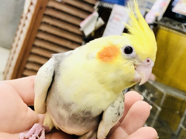 オカメインコ
