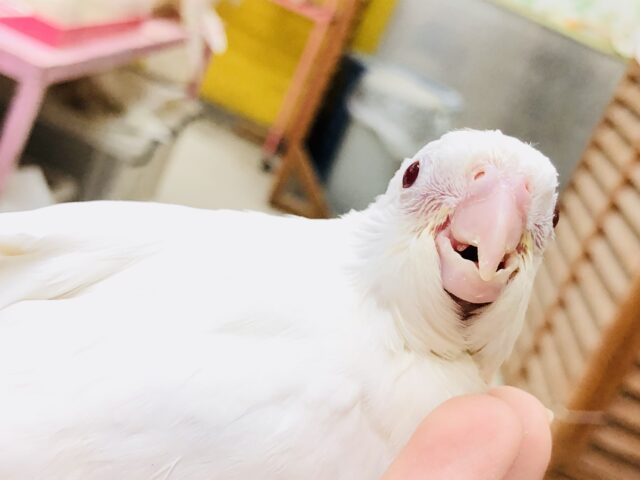 オカメインコ