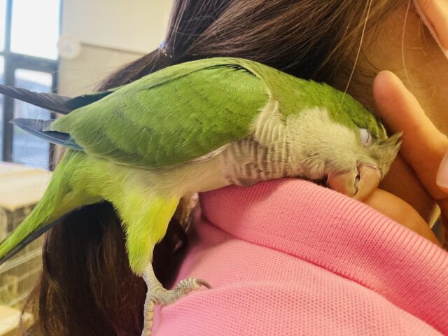 オキナインコ