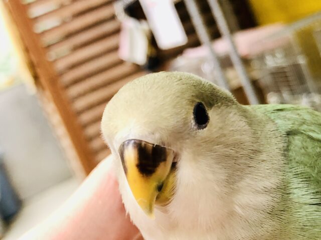 コザクラインコ（小桜インコ）