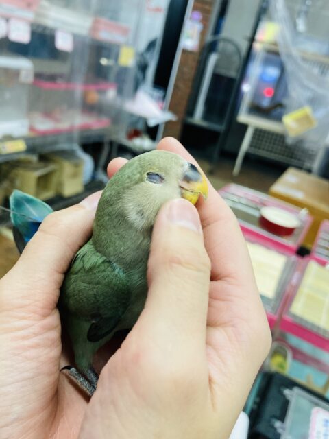 コザクラインコ（小桜インコ）