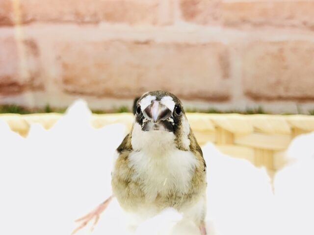 十姉妹（ジュウシマツ）