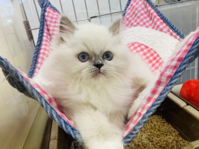 最新画像🌟輝くブルーの瞳💠ラブリーフェイスです❤︎癒し溢れるラグドールくん男のコ🌟♂ ラグドール