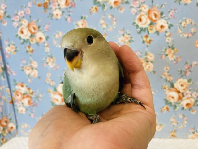 コザクラインコ（小桜インコ）