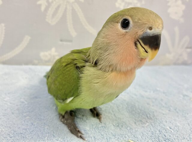 コザクラインコ（小桜インコ）