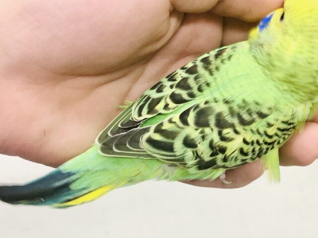 セキセイインコ