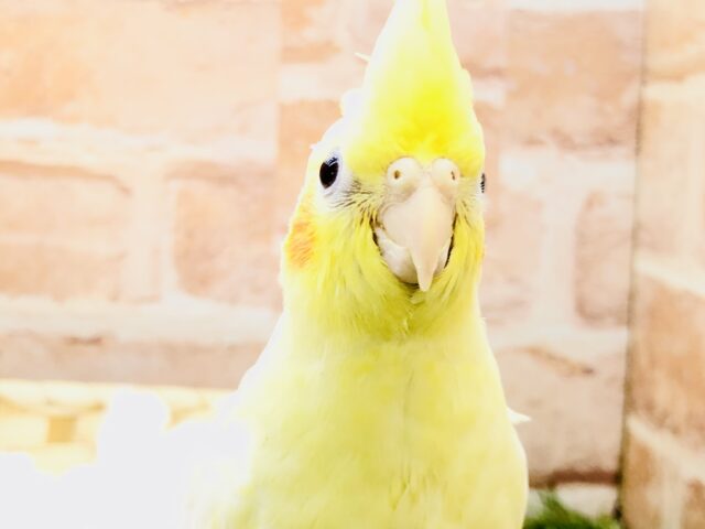 オカメインコ