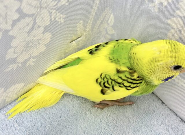 ❣️最新画像❣️おきゃわな黄色💛 セキセイインコ パイド(2023年 10月生まれ) セキセイインコ