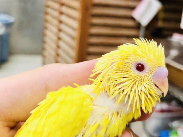 セキセイインコ