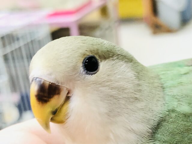 コザクラインコ（小桜インコ）