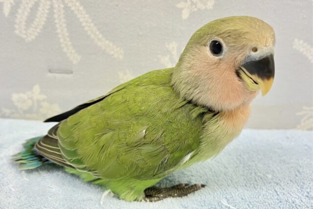 コザクラインコ（小桜インコ）