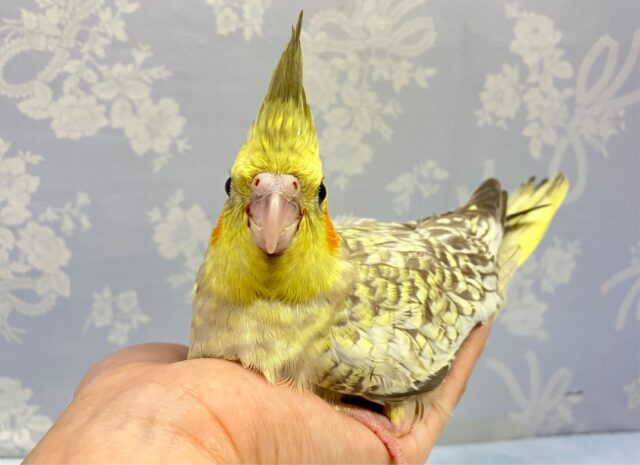 オカメインコ