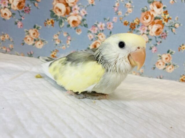 コザクラインコ（小桜インコ）