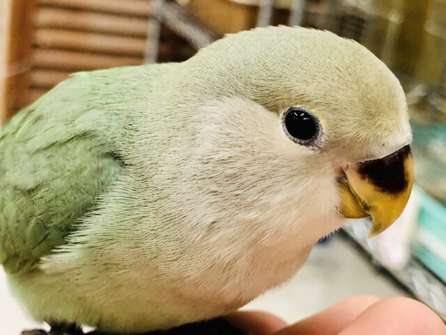 コザクラインコ（小桜インコ）