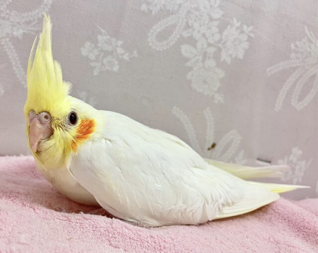 オカメインコ