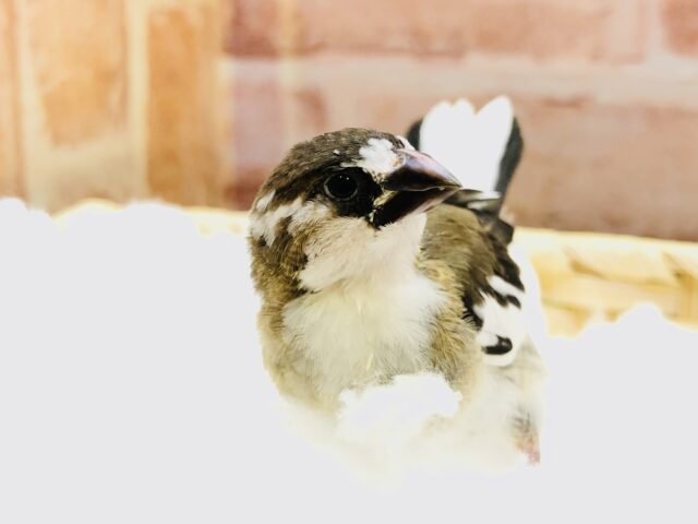 十姉妹（ジュウシマツ）