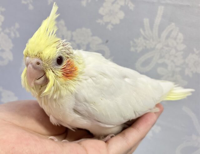 オカメインコ