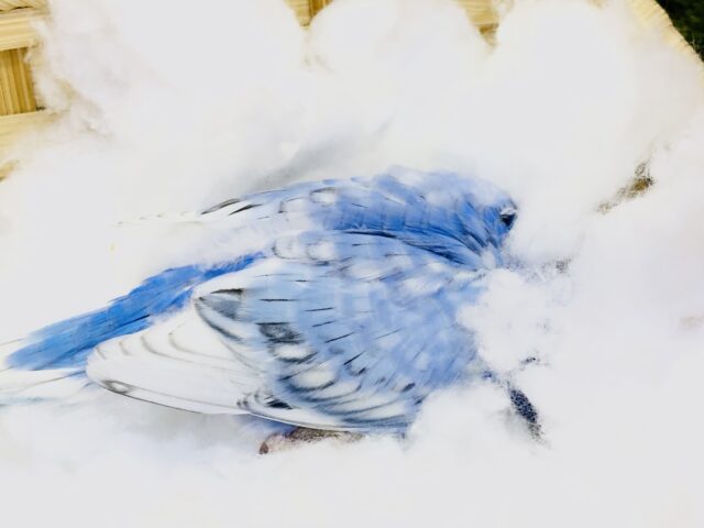 セキセイインコ