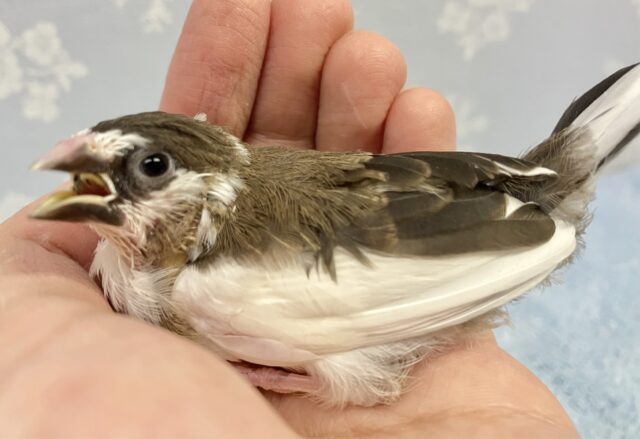 十姉妹（ジュウシマツ）