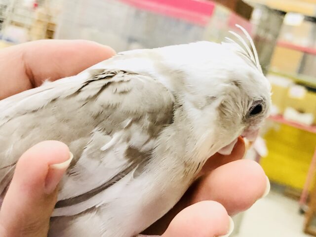オカメインコ