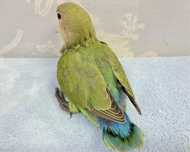 コザクラインコ（小桜インコ）