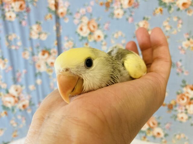 コザクラインコ（小桜インコ）