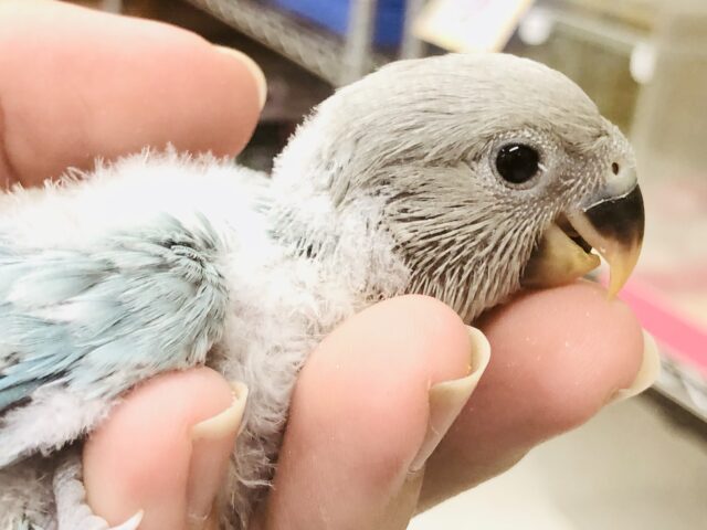 コザクラインコ（小桜インコ）