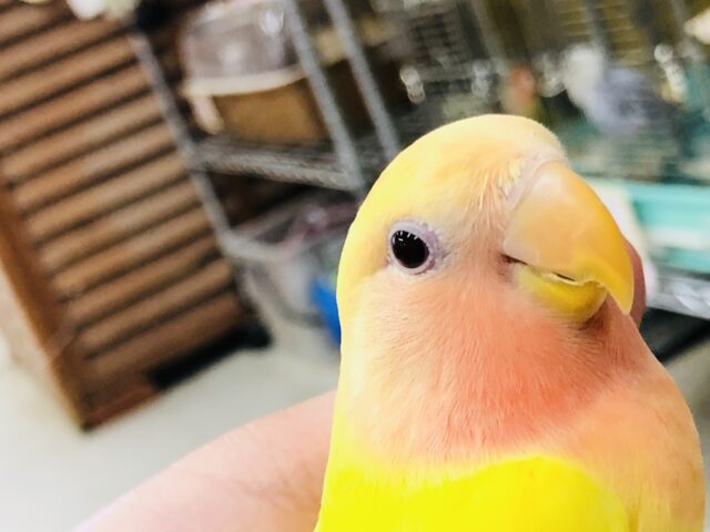 コザクラインコ（小桜インコ）