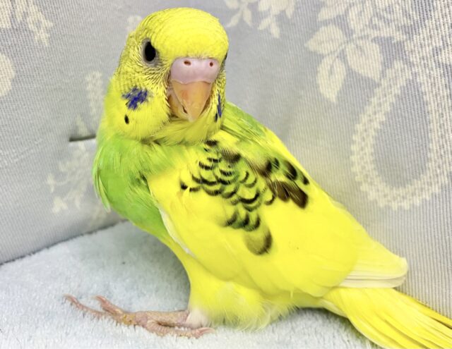 セキセイインコ