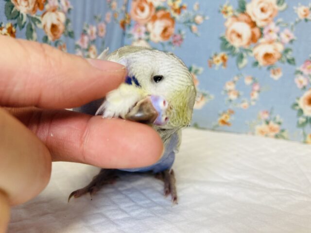 羽衣セキセイインコ