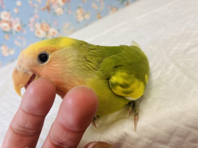 コザクラインコ（小桜インコ）