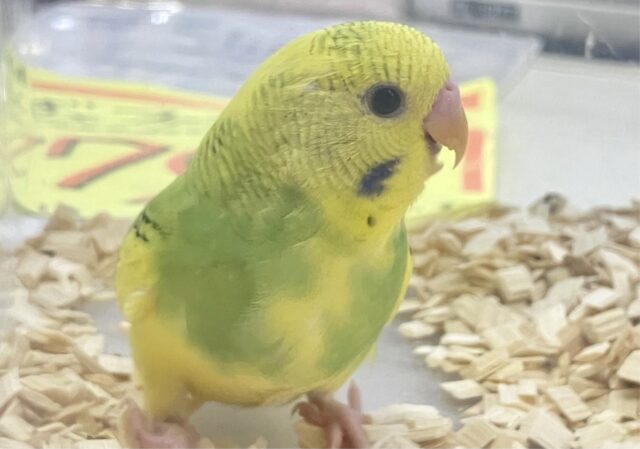 セキセイインコ