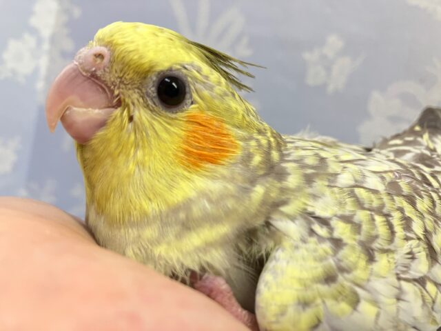 オカメインコ