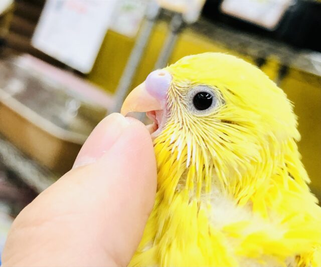 セキセイインコ