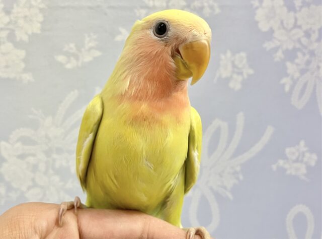 コザクラインコ（小桜インコ）