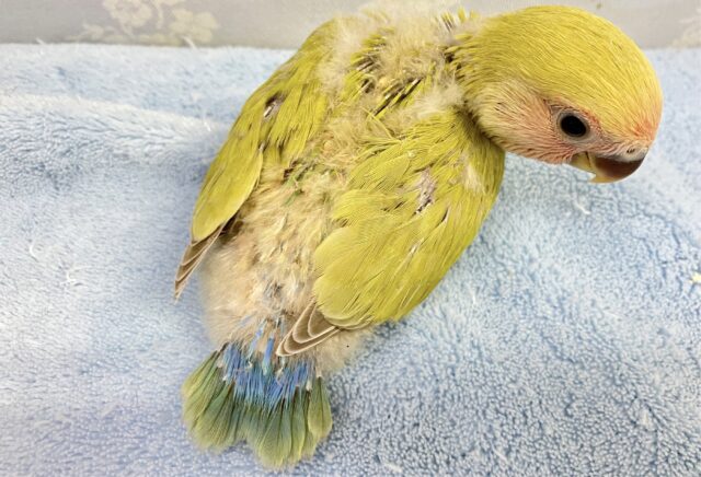 コザクラインコ（小桜インコ）