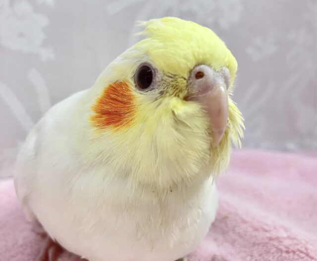 オカメインコ