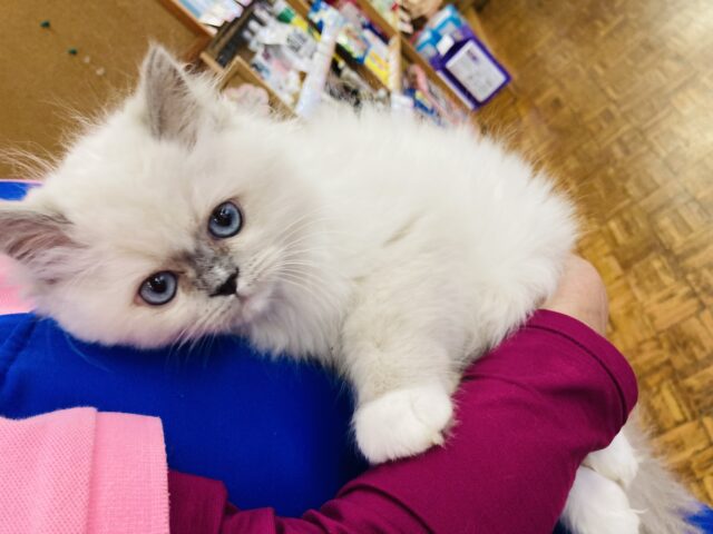 最新画像🌟輝くブルーの瞳💠ラブリーフェイスです❤︎癒し溢れるラグドールくん男のコ🌟♂ ラグドール