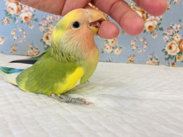 コザクラインコ（小桜インコ）