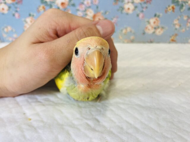 コザクラインコ（小桜インコ）