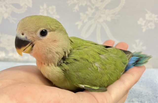 コザクラインコ（小桜インコ）